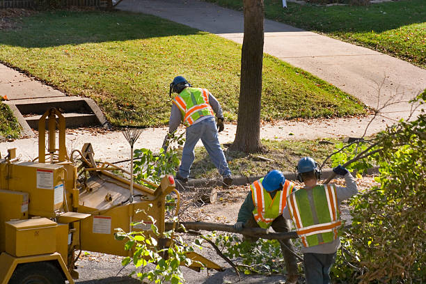 The Steps Involved in Our Tree Care Process in Parkville, PA